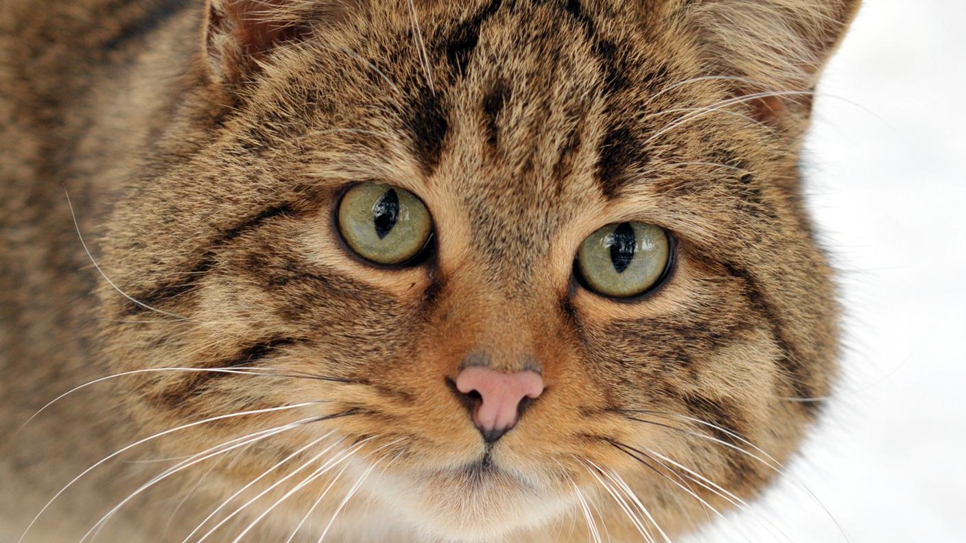 Il "Felis silvestris silvestris"