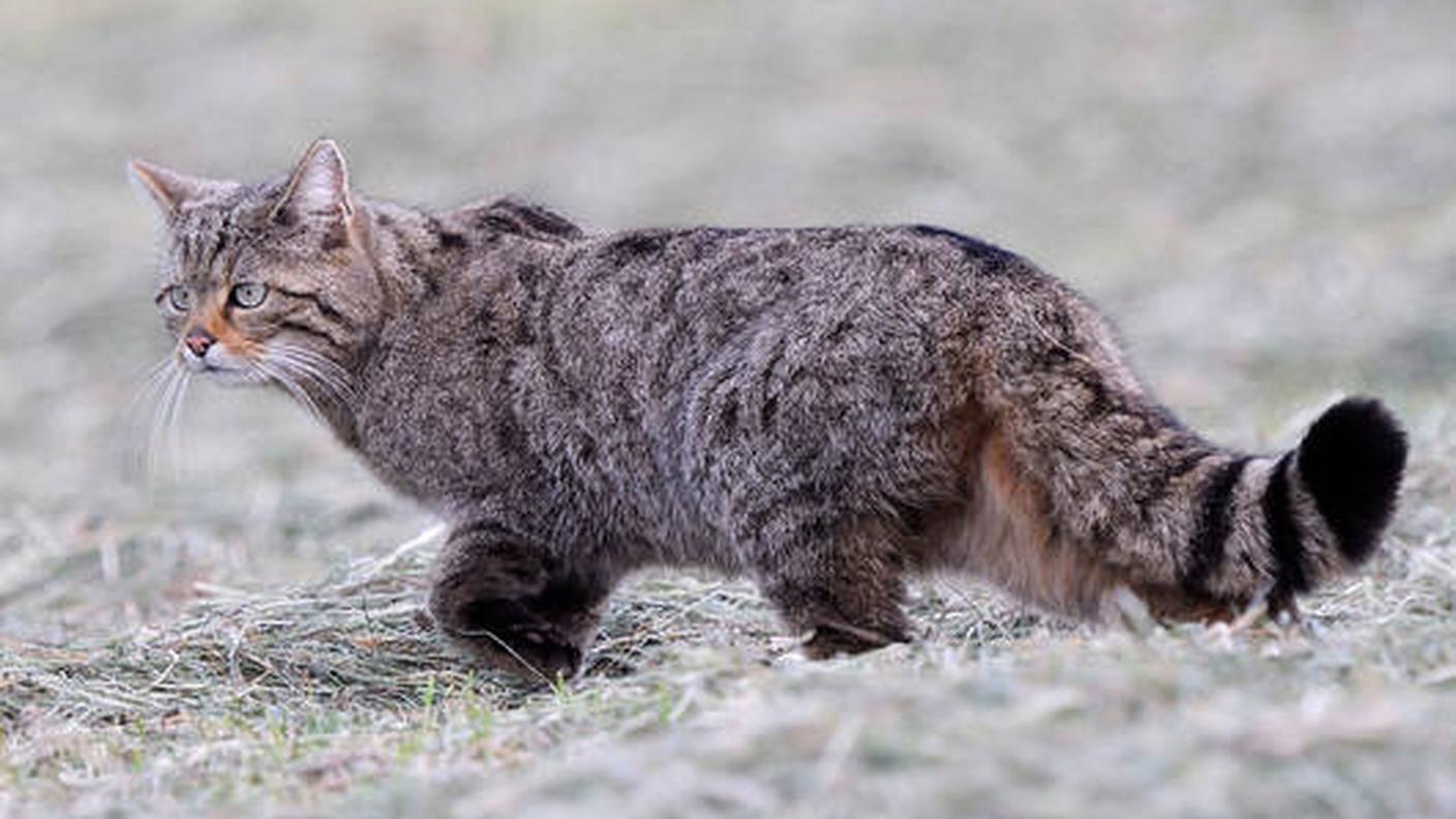 Gatto selvatico europeo