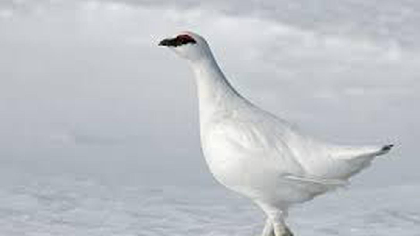 Una pernice bianca tra la neve