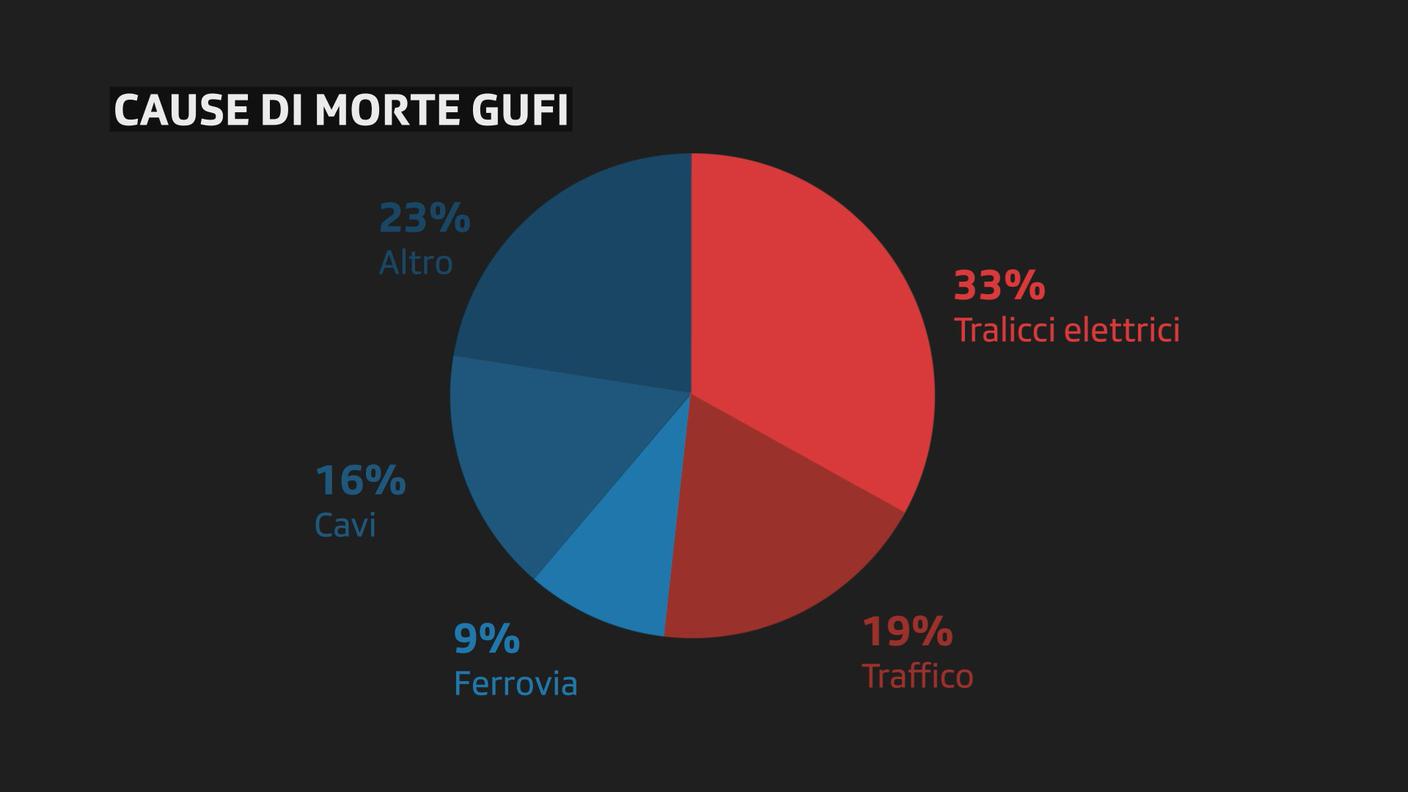 Cause di morte dei gufi
