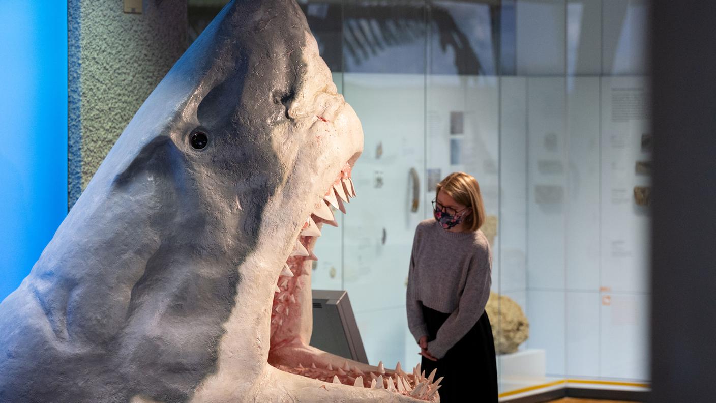 la ricostruzione del magalodonte al Naturkundemuseum di Stoccarda