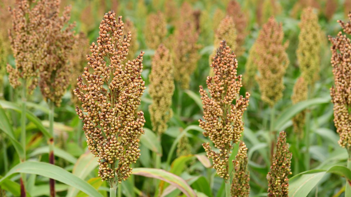 Sorgo 