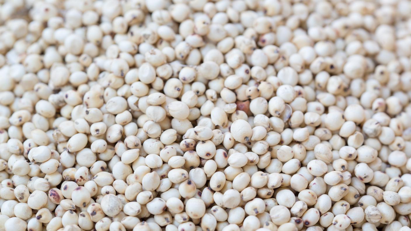 Sorgo 