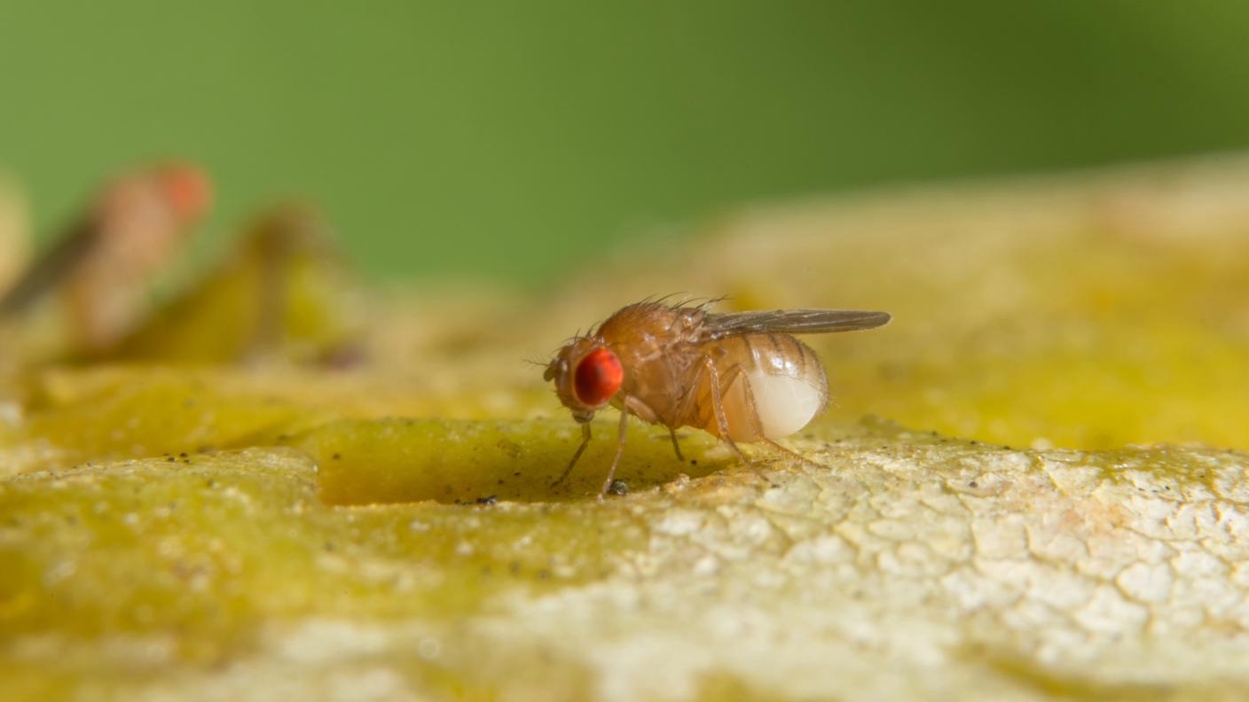Drosophila, moscerino della frutta 