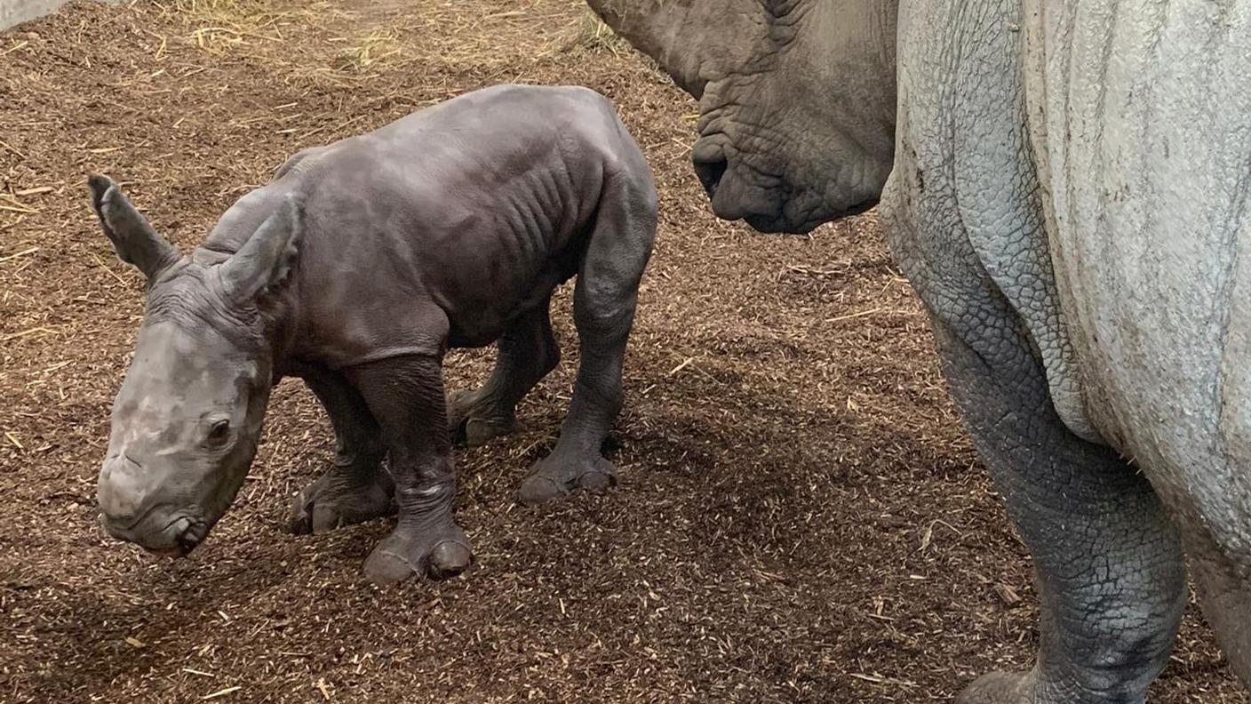Primo rinoceronte bianco nato allo zoo di Zurigo