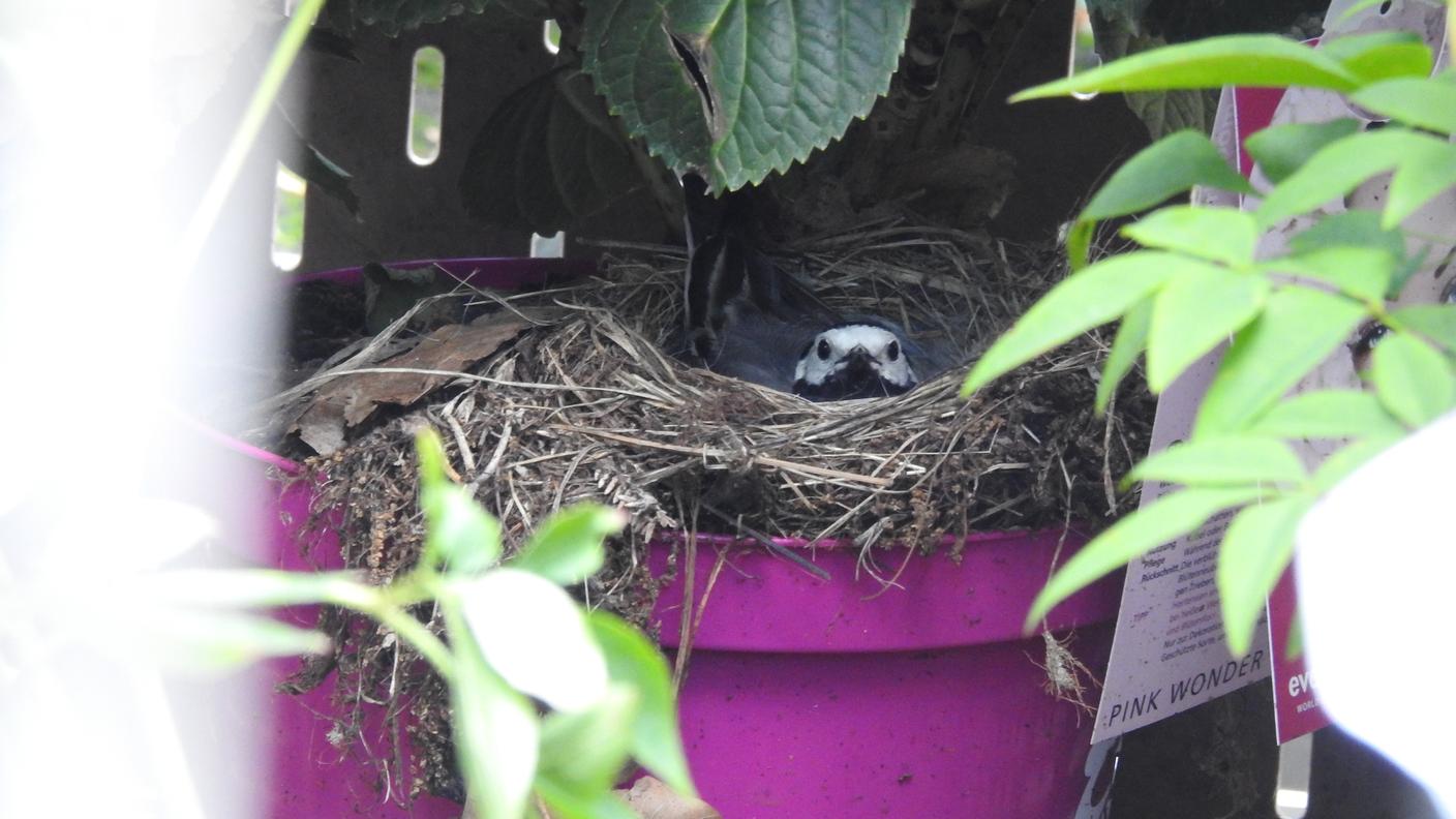 Un'immagine scattata dagli ornitologi di Ficedula