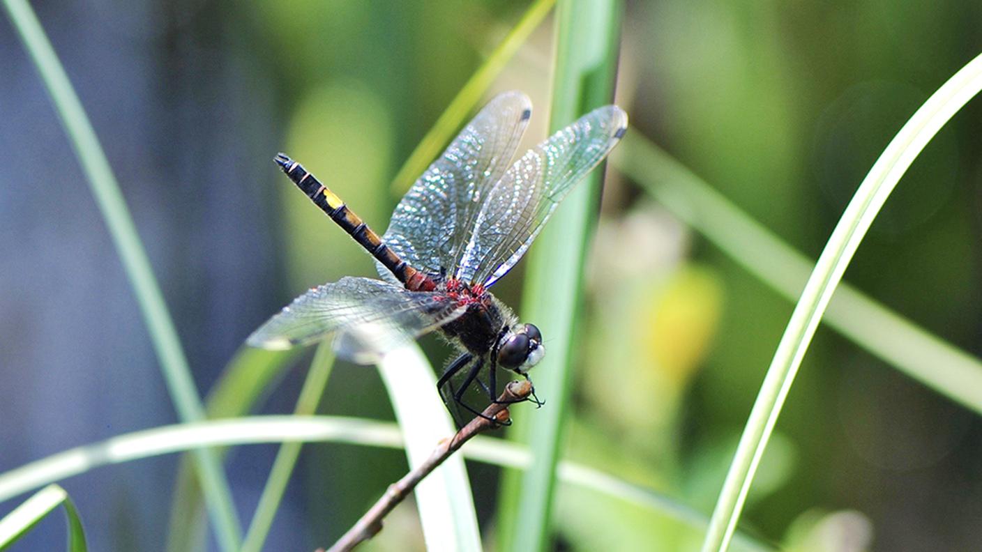 La nuova libellula nella riserva della Grande Cariçaie