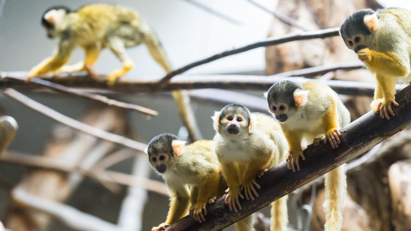 Lieto evento allo zoo di Basilea