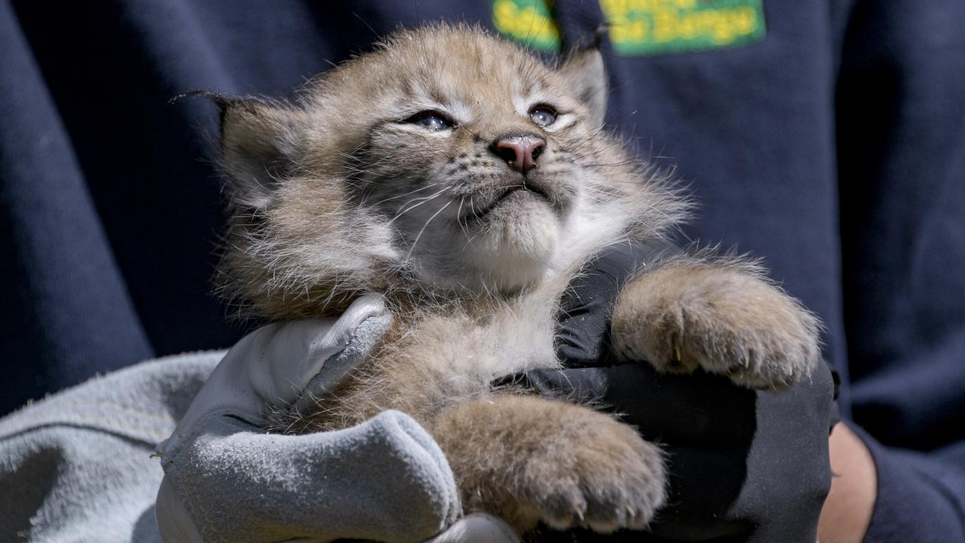 Attenzione prima di importare animali dall'estero