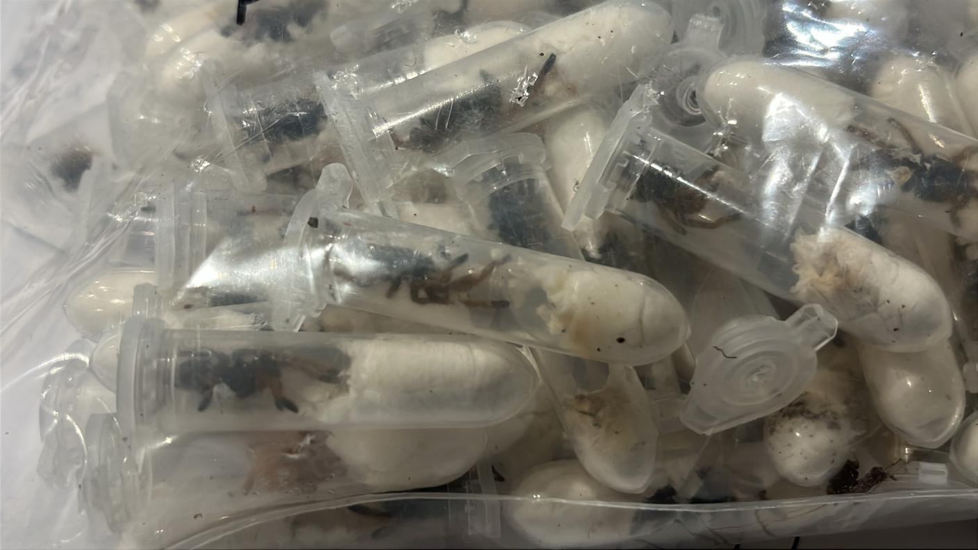 einTeilderrund1.500Vogelspinnen.jpg