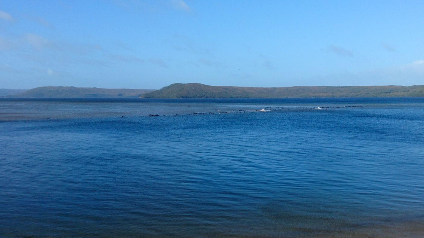 Un'immagine della zona dove sono spiaggiati i cetacei