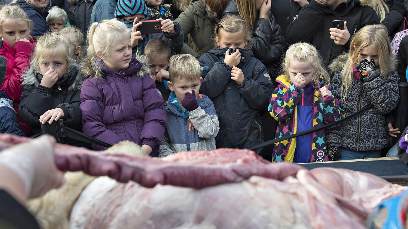 leone vivisezionato zoo crudeltà