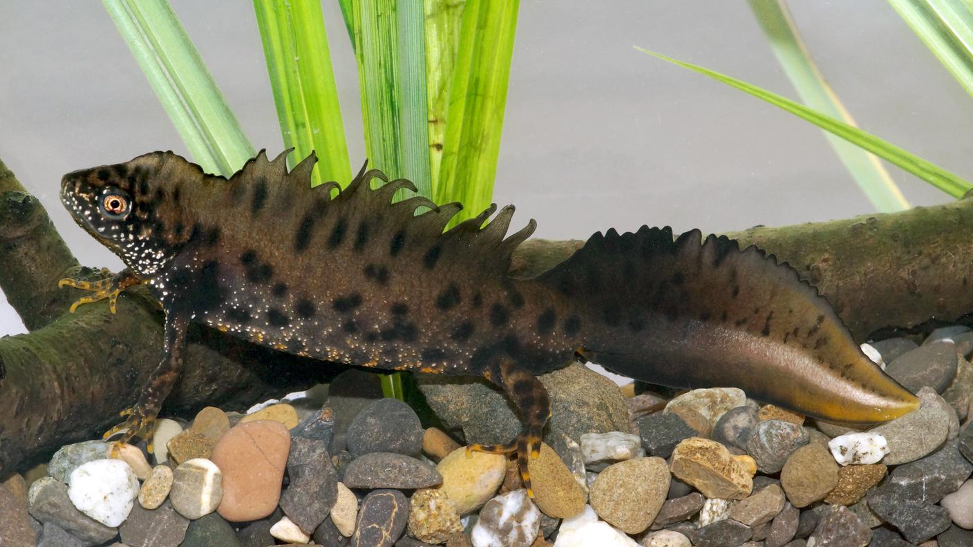 Triturus_cristatus__Foto_Thomas_Reich_.jpg