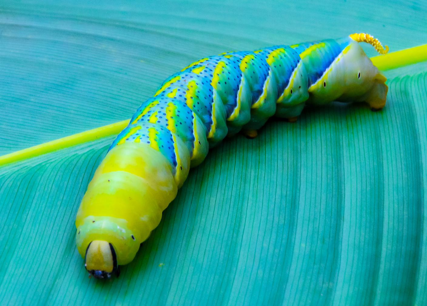 Larva di Acherontia atropos