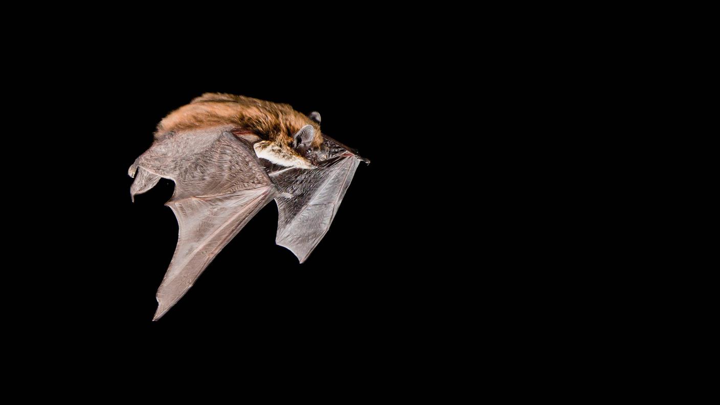 Il pipistrello di Savi (Hypsugo savii) è generalmente considerato sedentario, ma può effettuare spostamenti stagionali fino a 250 km