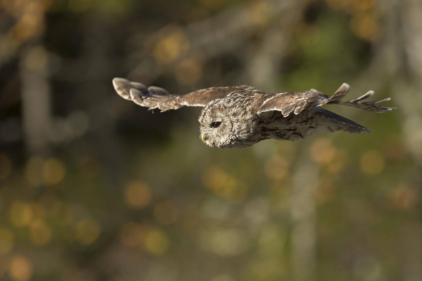 Un volo preciso e silenzioso