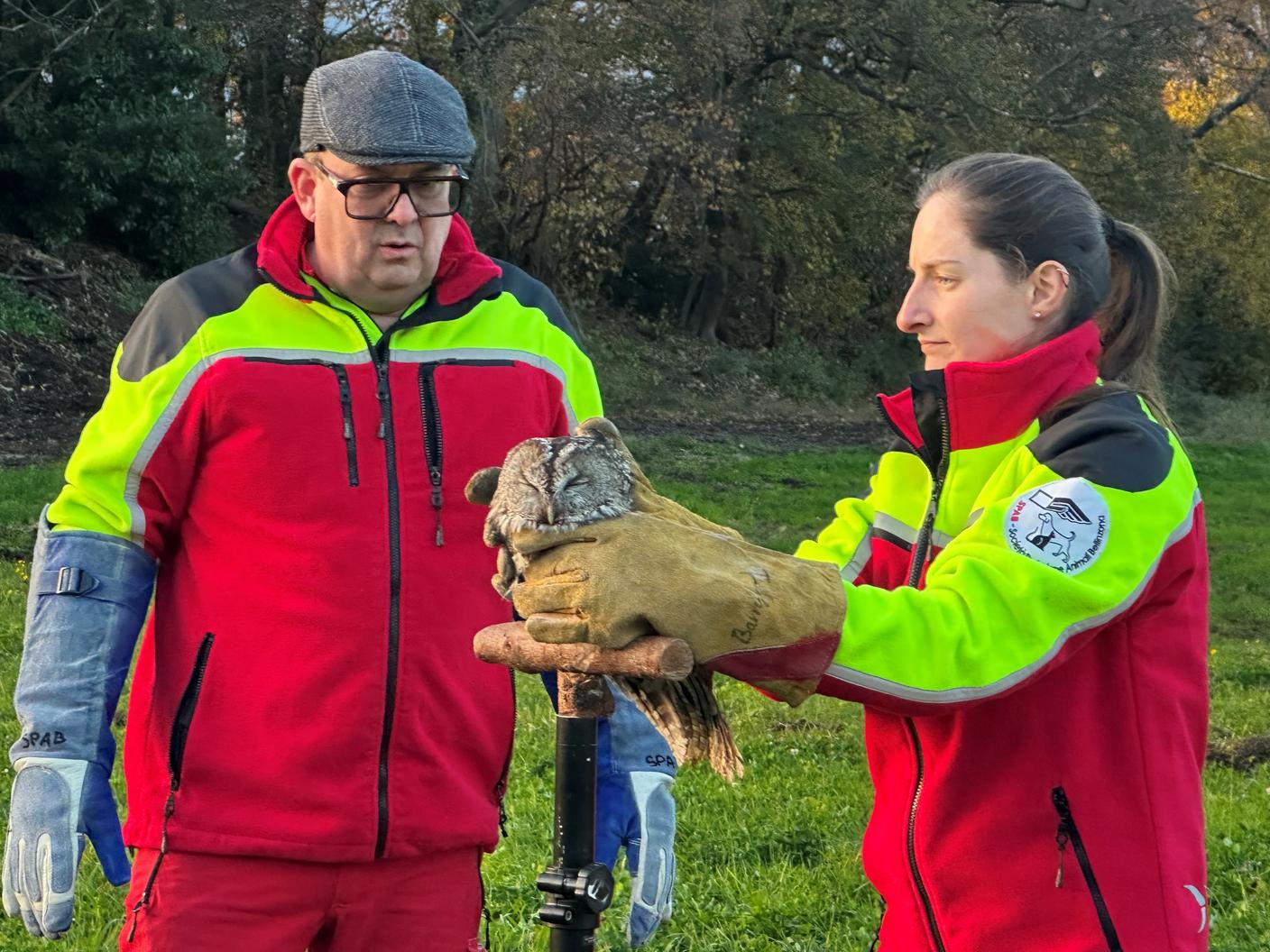 Emanuele Besomi (presidente SPAB) e Monica Romanini pronti a rilasciare l'allocco in libertà