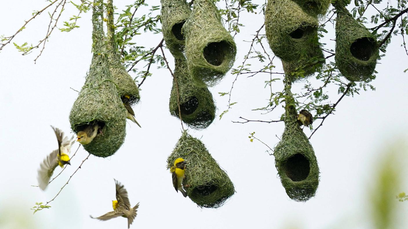 La casa sull'albero per alcuni animali è una necessità