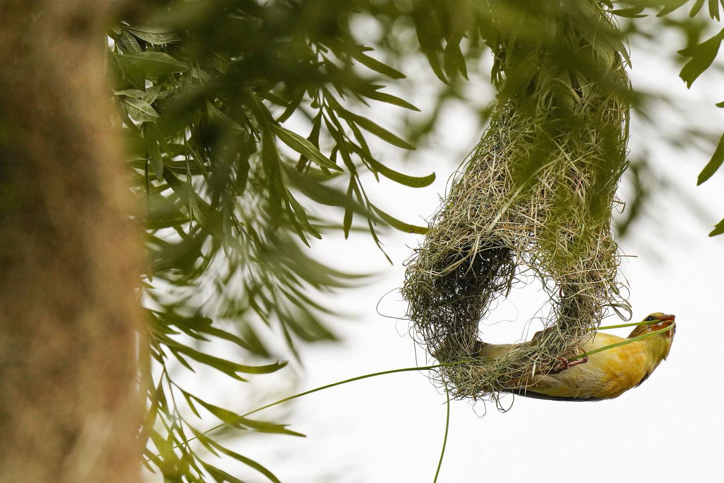 Un lavoro di estrema precisione realizzato impiegando solo zampe e becco
