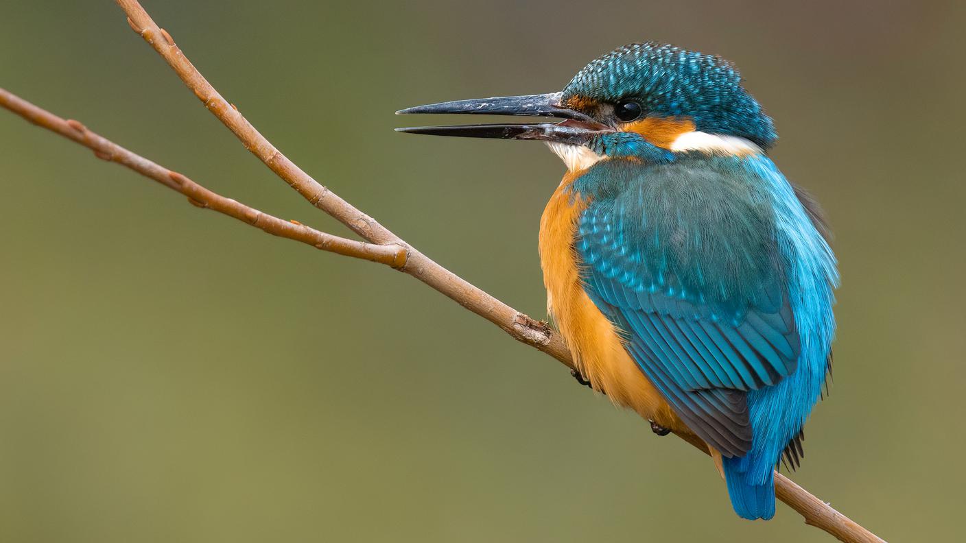 Il martin pescatore ha superato di soli 53 voti il merlo acquaiolo