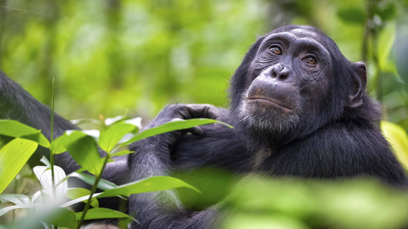 Un esemplare di maschio adulto di scimpanzé si muove tra le foglie della giungla nel Parco Nazionale di Kibale, in Uganda