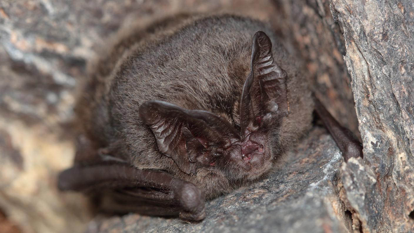 Il Barbastello (Barbastella barbastellus) in letargo nella fessura di un muro
