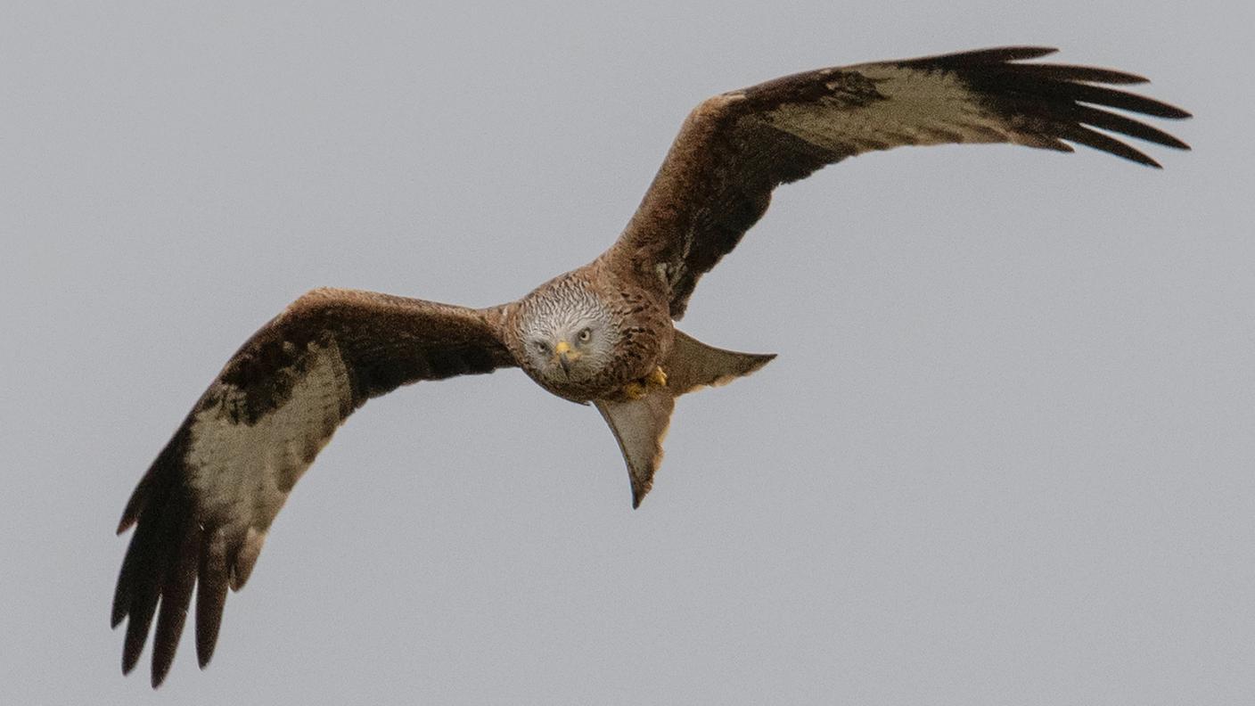 Il nibbio reale raggiunge un’apertura alare fino a 160 cm
