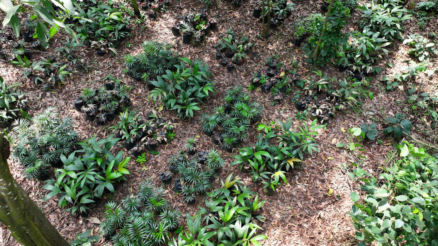 Il vivaio del progetto accoglie numerose specie di palme 