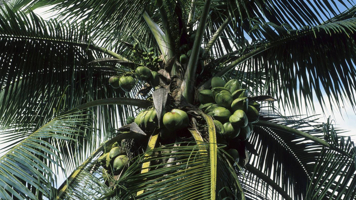 Una palma da cocco con le tipiche foglie pennate 