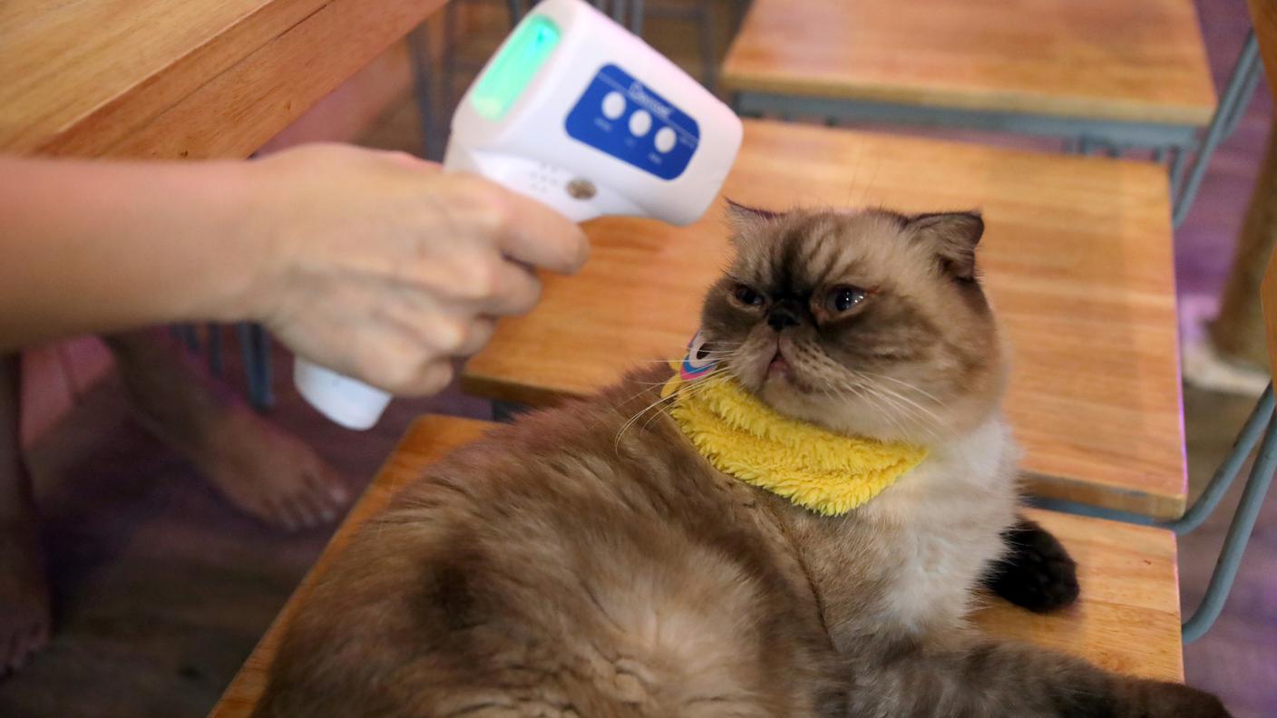 La decisione è stata presa dopo che un gatto era stato trovato positivo al Covid-19
