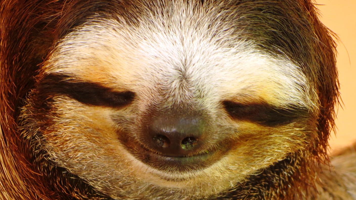 Sembra un sorriso, ma un sorriso non è 