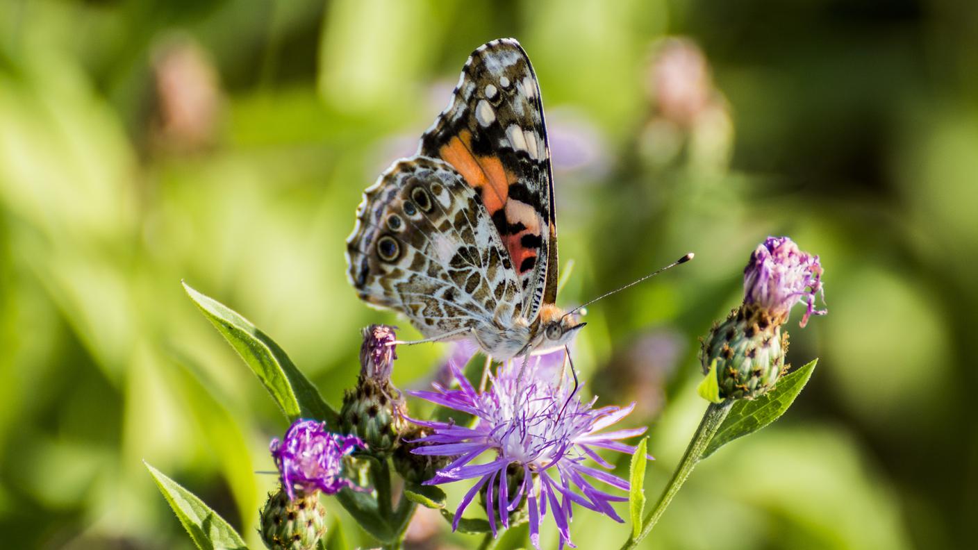 In inverno la farfalla Vanessa del cardo, diffusa anche in Svizzera, vola per migliaia di chilometri verso sud per trascorrere l'inverno in alcune zone dell'Africa tropicale