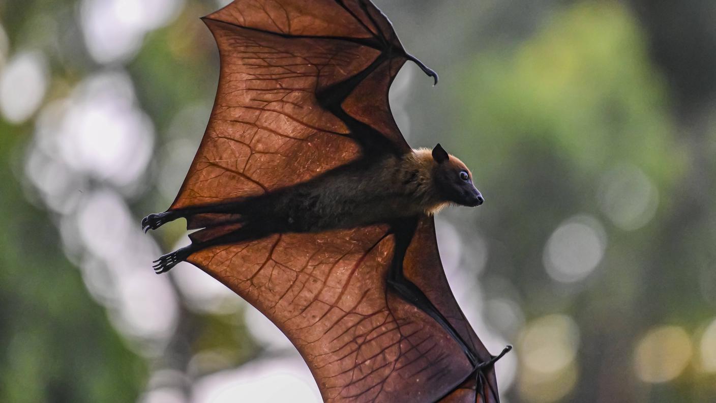 La volpe volanta indiana, o pipistrello della frutta, è diffuso nel Subcontinente indiano 