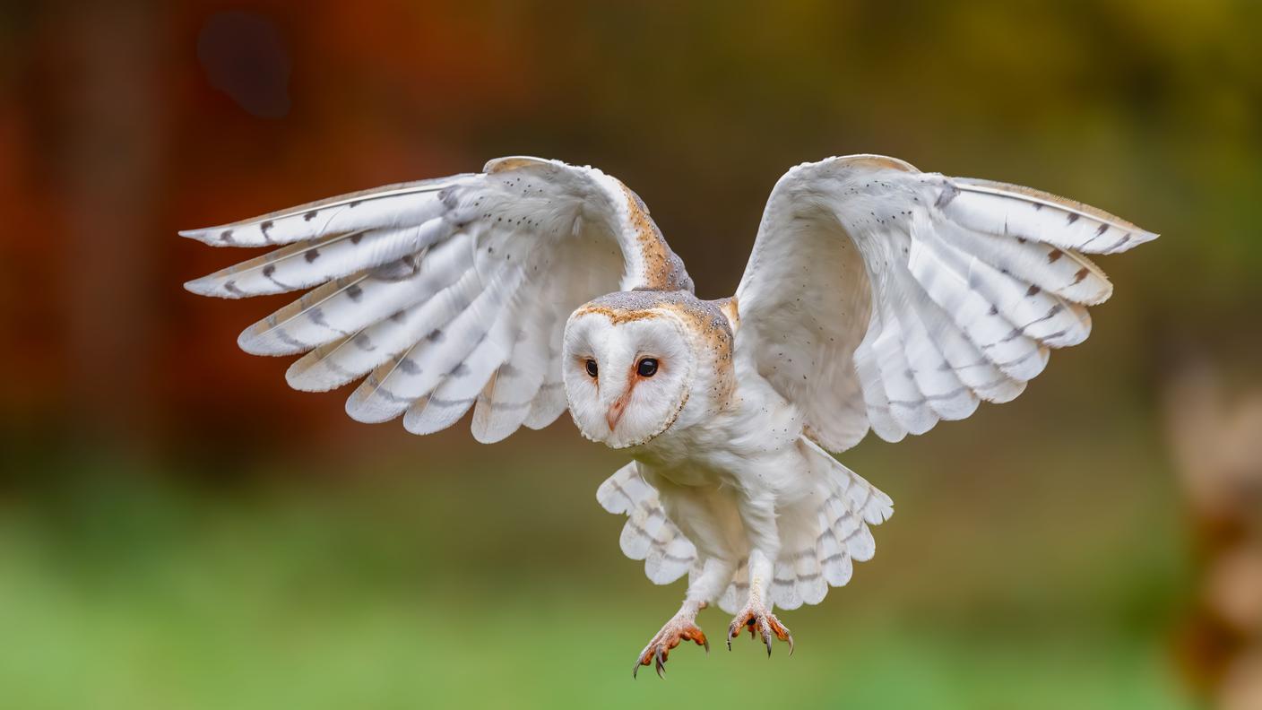 Uno splendido esemplare di barbagianni