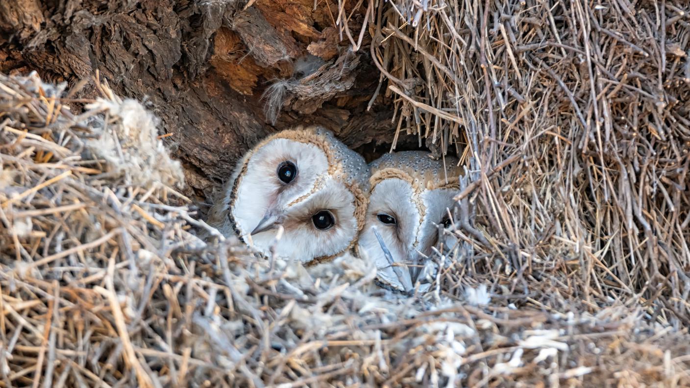 Giovani esemplari di barbagianni nel nido