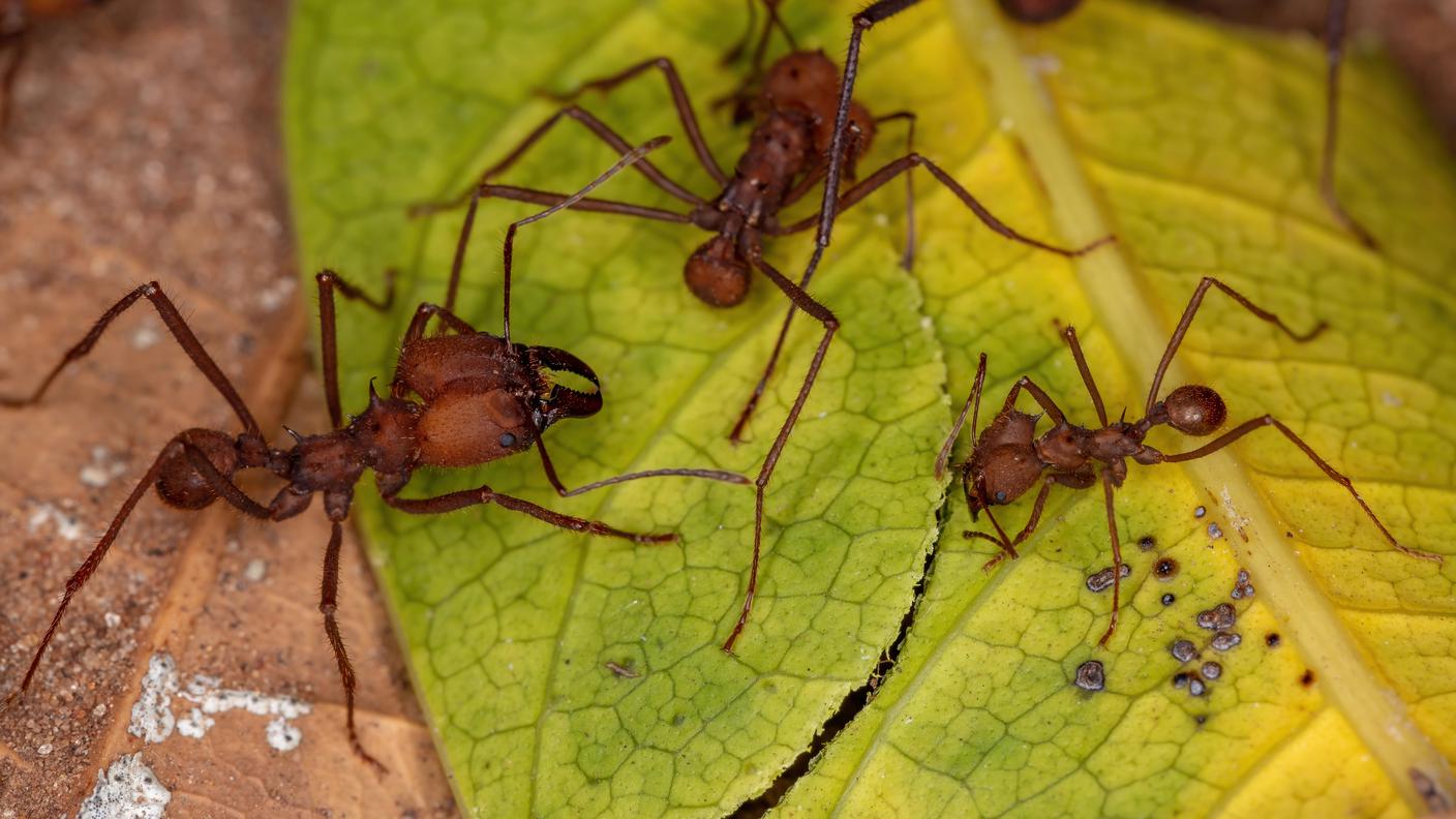 All'interno di una singola colonia di formiche, le operaie possono avere forme e dimensioni diverse