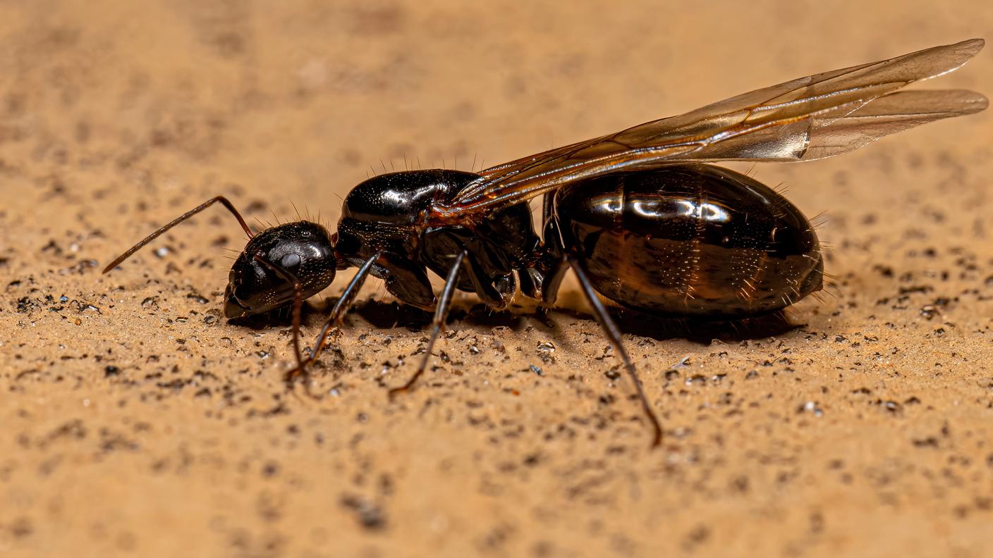 A dipendenza della specie, in un singolo formicaio possono coesistere una o migliaia di regine. Nella foto: una giovane regina alata del genere Camponotus