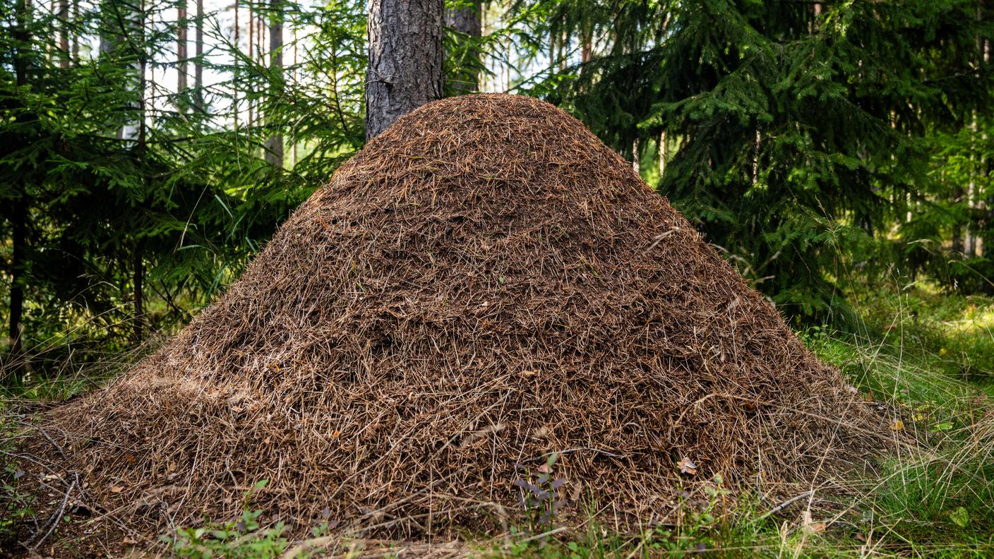 Le formiche dei boschi sono tra le formiche che maggiormente influenzano l'ambiente in cui vivono. I loro grandi formicai possono ospitare centinaia di regine e diverse migliaia di operaie molto simili tra loro