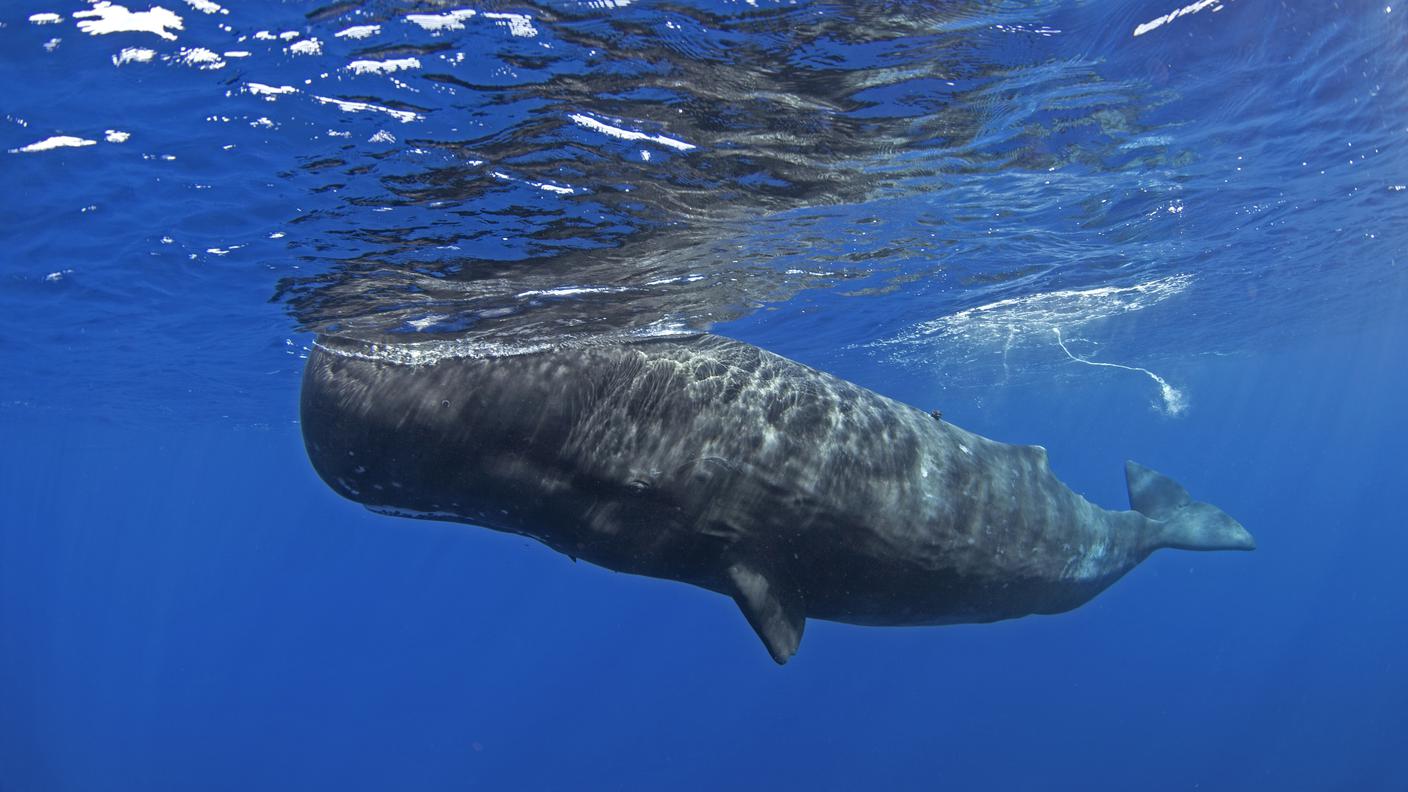 Un esemplare di capodoglio