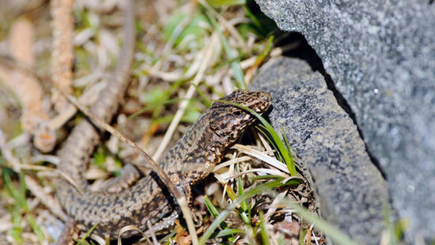 Una lucertola muraiola si gode il primo sole primaverile