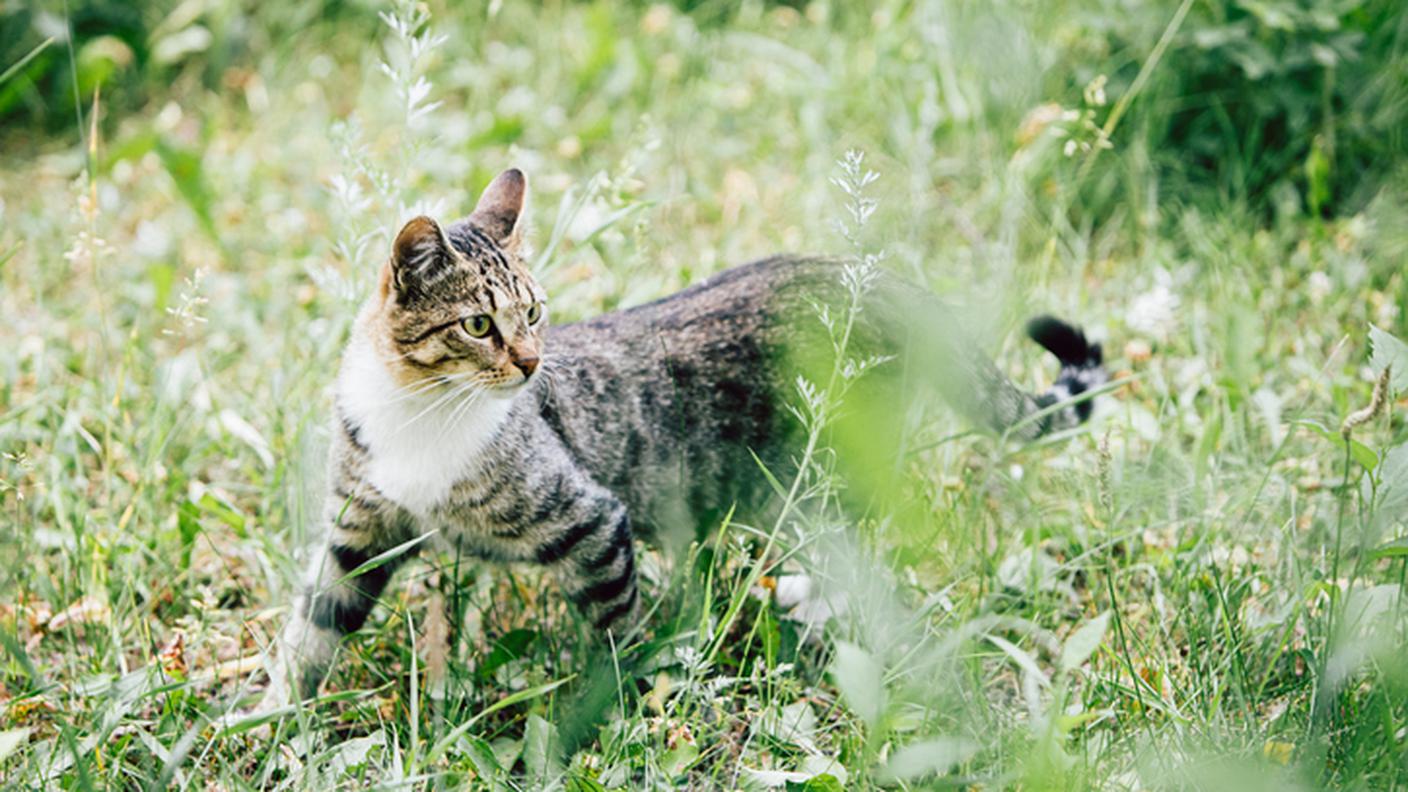 Un gatto domestico cerca la sua prossima preda in un giardino 