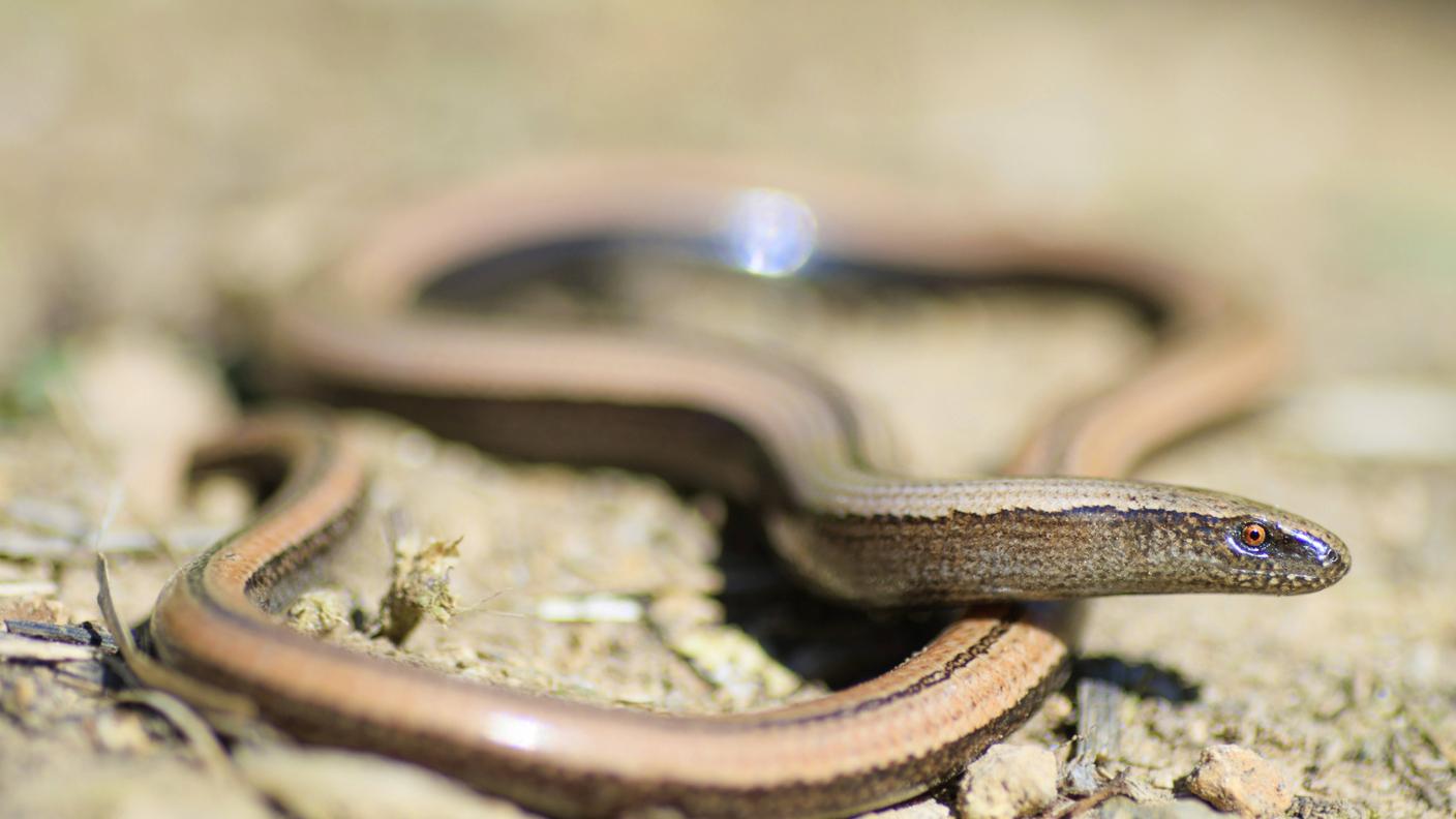 Un esemplare di orbettino italiano (Anguis veronensis): spesso erroneamente ritenuto un serpente, si tratta in realtà di un sauro, una lucertola senza zampe