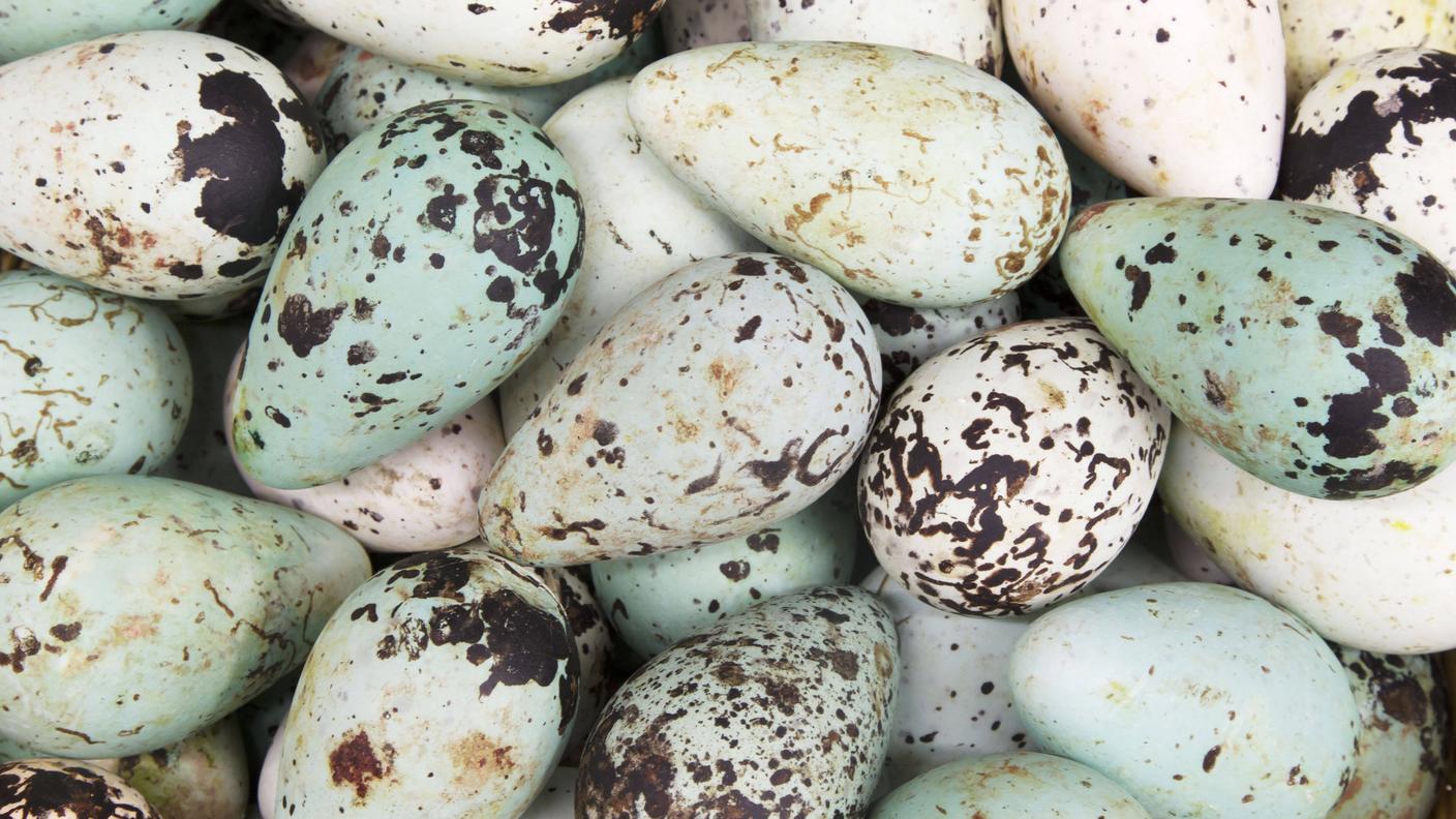 Gli uccelli che nidificano sulle scogliere, come l'Uria, hanno uova a forma di pera per non rotolare nel vuoto