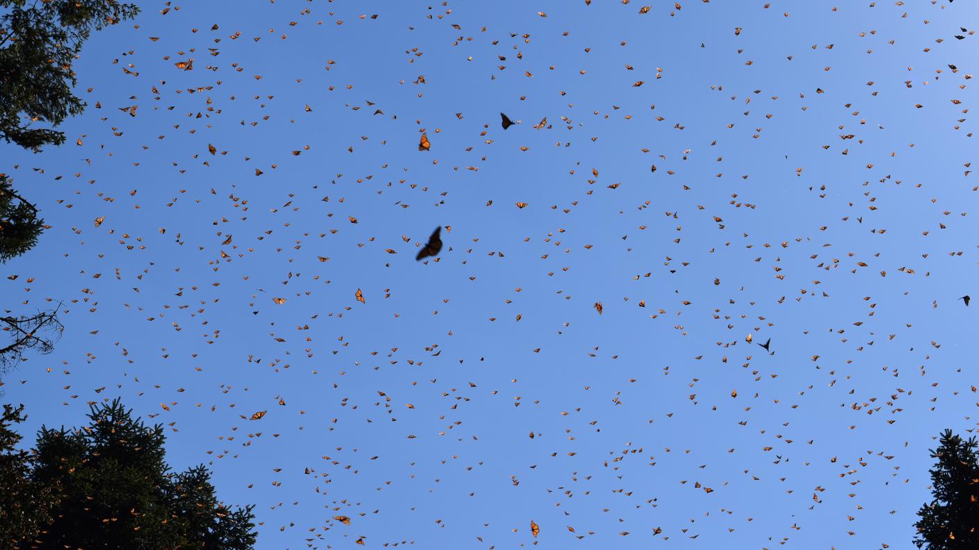 Le farfalle monarca migrano ogni anno dal Nord al Centro America per svernare