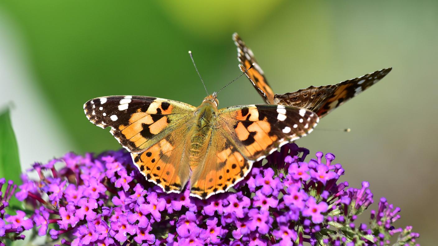 La vanessa del cardo è una delle specie migratrici presente anche in Svizzera
