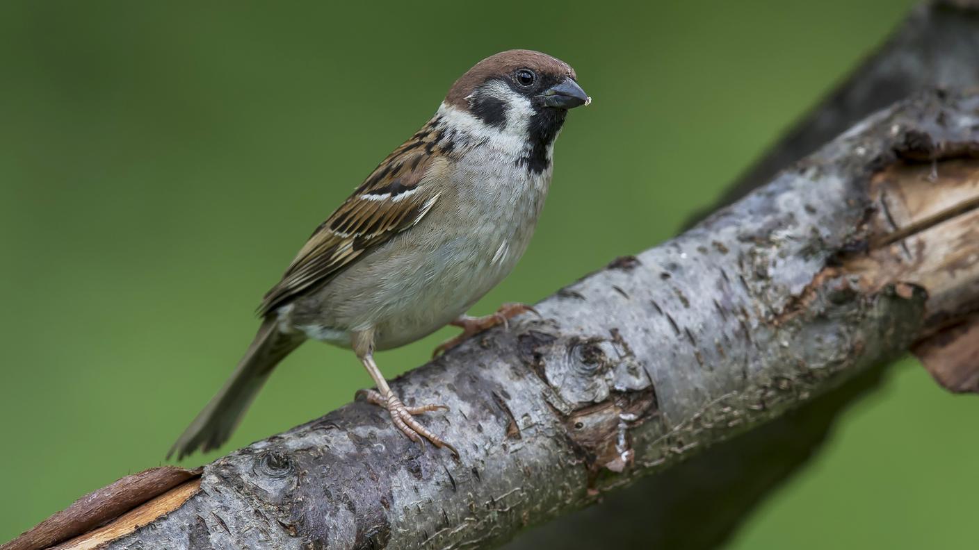 La passera mattugia con il suo inconfondibile colletto bianco e la macchia nera sulla guancia. Maschi e femmine sono identici