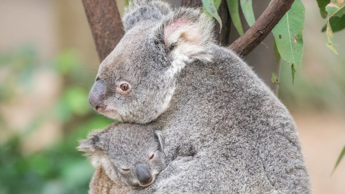 Una mamma koala con il suo cucciolo