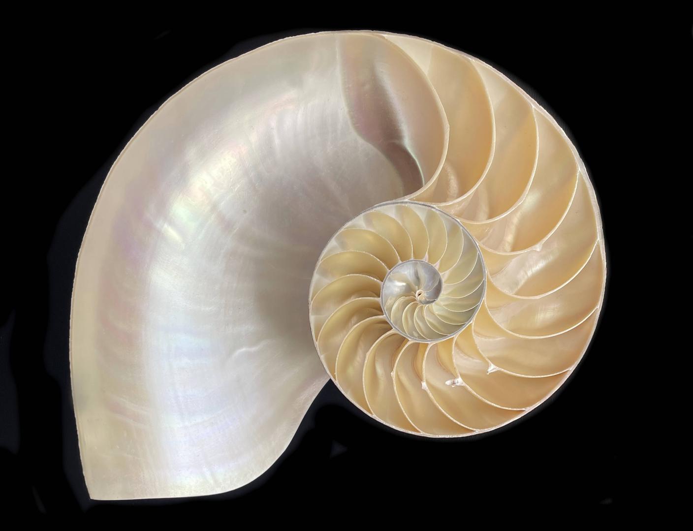 Sezione della conchiglia del Nautilus, la cui struttura interna segue la sequenza matematica di Fibonacci
