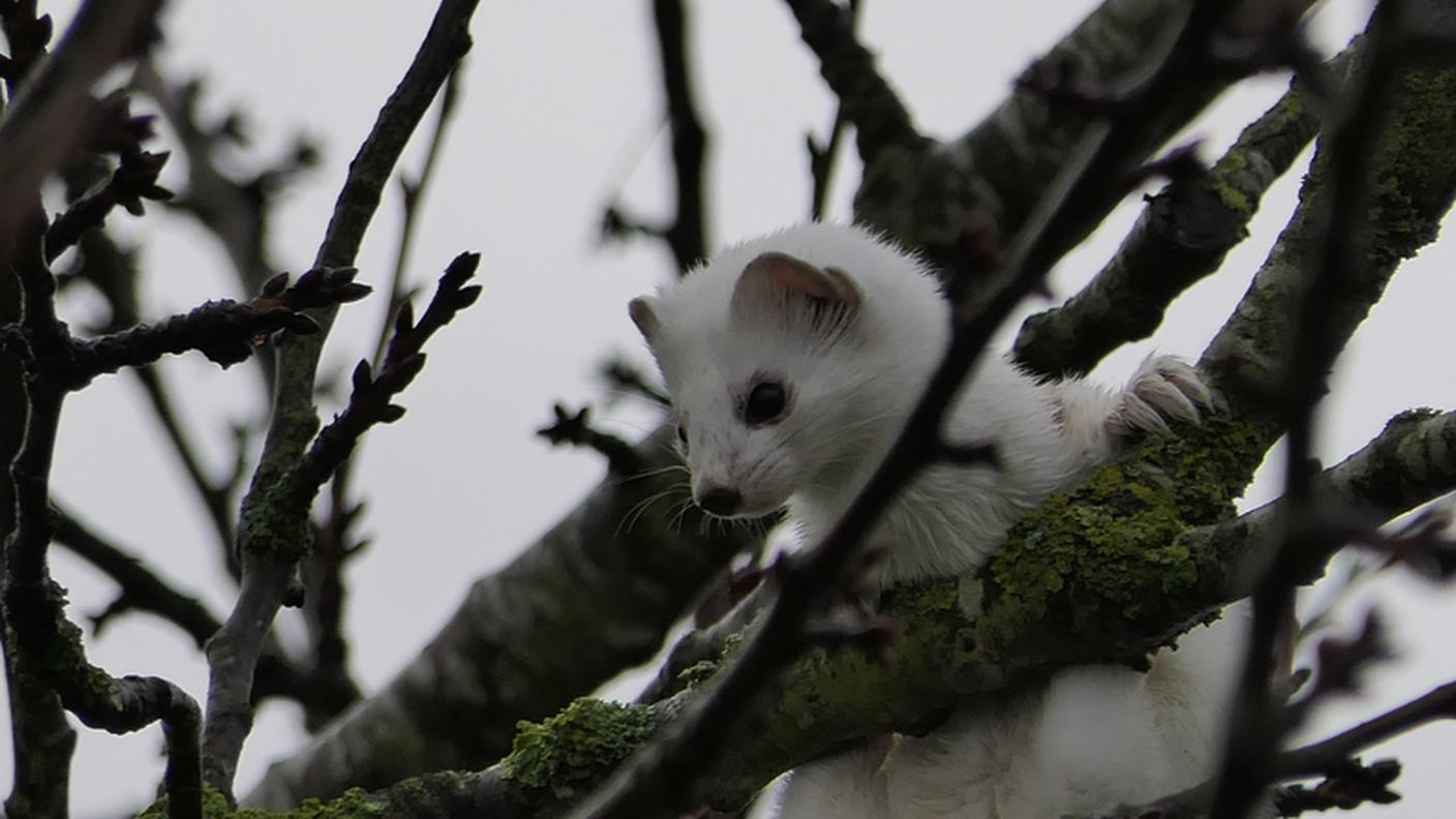 In inverno, la livrea dell'ermellino si tinge di bianco