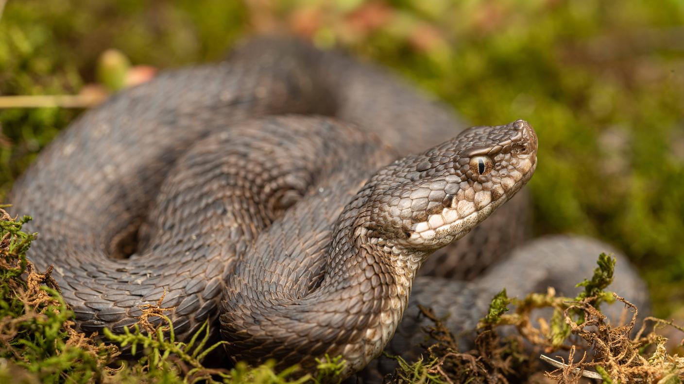 Esemplare di Vipera aspis